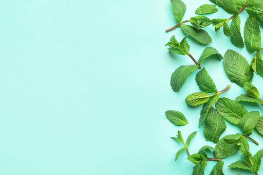 Fresh green mint leaves on blue background, flat lay. Space for text Stock  Photo
