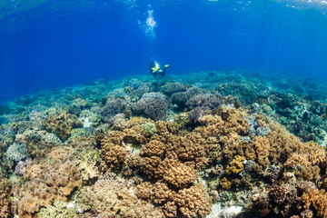SCUBA diver swimming over a colorful, shallow water tropical coral reef