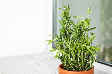 Pot with aromatic rosemary near window indoors, space for text