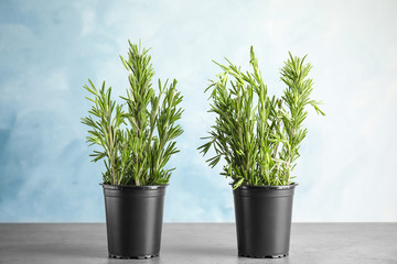 Potted rosemary on grey table against light blue background