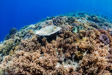 Hard and soft corals on a colorful tropical coral reef in the coral triangle of Asia