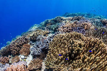 Hard and soft corals on a colorful tropical coral reef in the coral triangle of Asia © whitcomberd