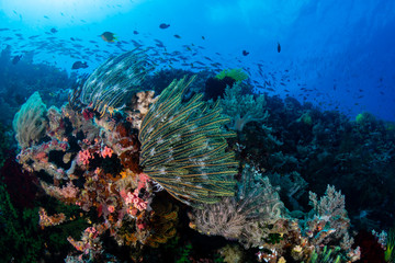 Naklejka na ściany i meble Delicate feather stars on a tropical coral reef