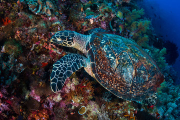 Obraz na płótnie Canvas Hawksbill Sea Turtle (Eretmochelys imbricata) feeding on a tropical coral reef
