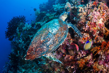 Hawksbill Sea Turtle (Eretmochelys imbricata) feeding on a tropical coral reef