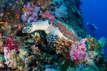 Naklejka na ściany i meble Hawksbill Turtle and background scuba diver on a tropical coral reef