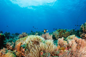 Tropical fish swimming on a healthy coral reef