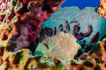 Obraz na płótnie Canvas A green Giant Frogfish on a large barrel sponge on a tropical coral reef