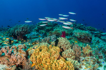 Tropical fish swimming on a healthy coral reef