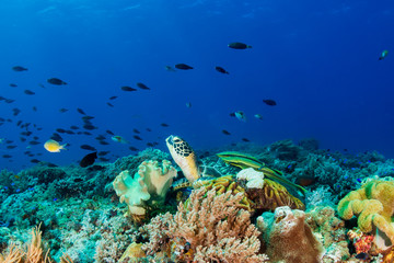 Naklejka na ściany i meble A Green Sea Turtle (Chelonia mydas) on a colorful tropical coral reef