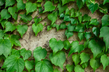 Green clambering plant on a grey stone surface. Close-up view. Natural background