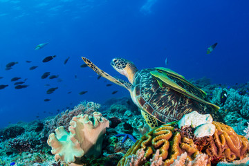 A Green Sea Turtle (Chelonia mydas) on a colorful tropical coral reef