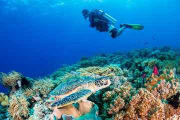 A Green Sea Turtle (Chelonia mydas) on a colorful tropical coral reef