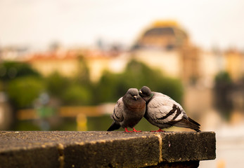 Taubenpärchen auf Karlsbrücke