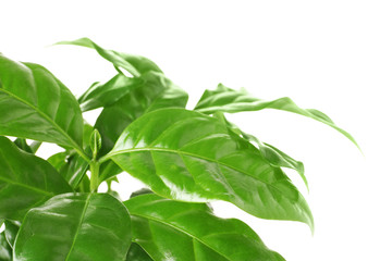 Fresh coffee green leaves on white background, closeup