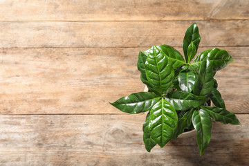 Fresh coffee plant with green leaves in pot on wooden table, above view. Space for text