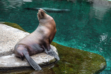 Brown fur seal sitting on a rock