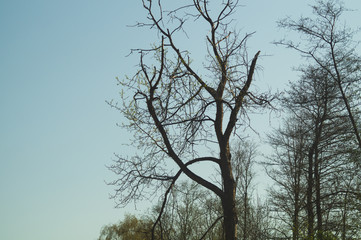 Old dry tree in the forest nature