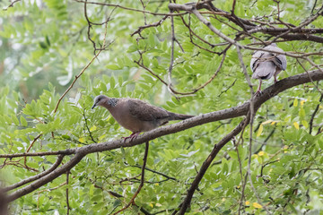 Spotted Dove bird