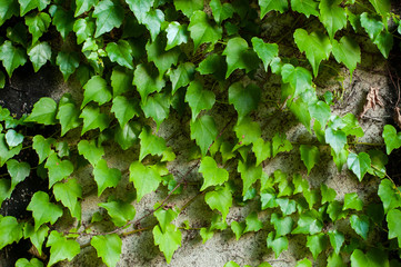 Green clambering plant on a grey stone surface. Close-up view. Natural background