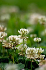 The white clover (Trifolium repens).