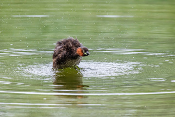 Little grebe bird