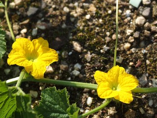 クリウリの雄花