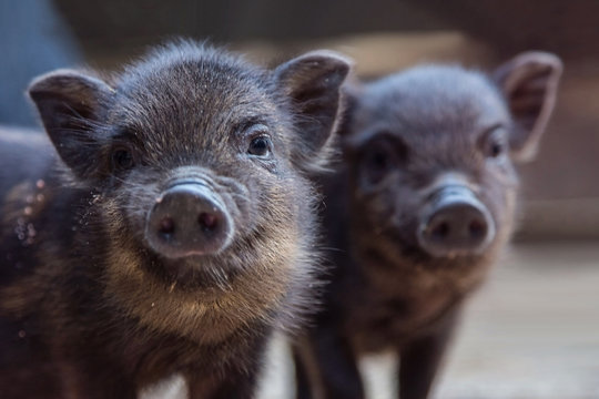 small pigs in the farm