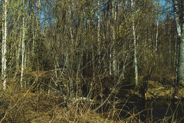 Overgrown forest. trees and plants nature