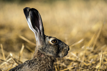Rabbit. (Lepus europaeus)