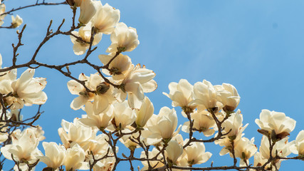flowers blooming in warm spring, white magnolia