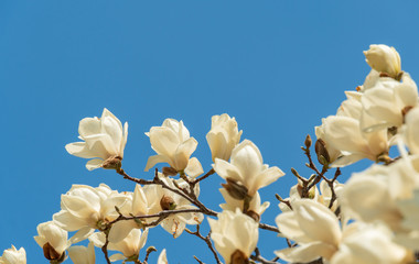 flowers blooming in warm spring, white magnolia