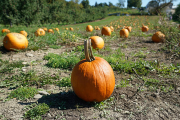 Pumpkins in the field in the harvest season