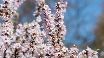On a warm spring day, blue sky and cherry blossoms
