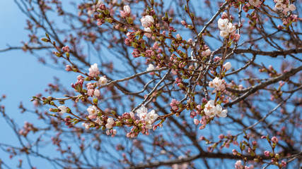 On a warm spring day, blue sky and cherry blossoms