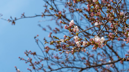 On a warm spring day, blue sky and cherry blossoms