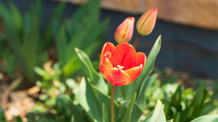 Beautiful orange flower tulips