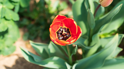 Beautiful orange flower tulips