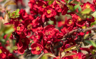 Beautiful red plum blossoms in warm spring.