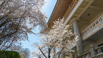 The light pink flowers that bloom in spring are cherry blossoms