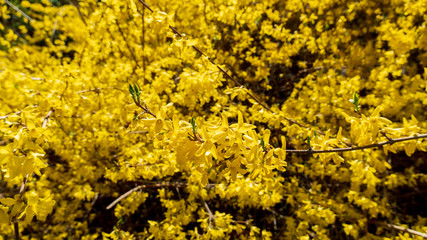 flowers blooming in warm spring, yellow forsythia flower tree