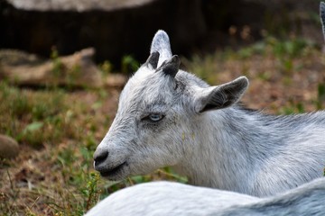 A closeup of baby goat's face.  BC Canada