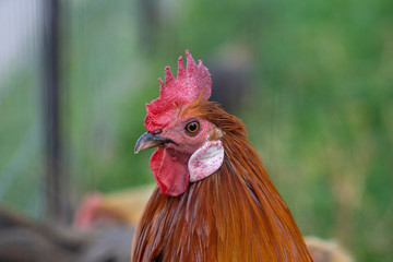A rooster chicken portrait. This is a beautiful detailed closeup image of bird, cock