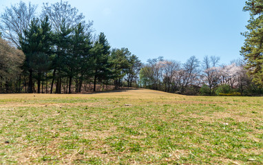a green grass park view