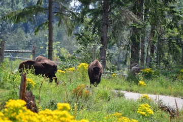 A view of Bison eating grass on the ground. Langley BC Canada © haseg77
