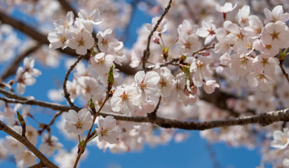 The light pink flowers that bloom in spring are cherry blossoms