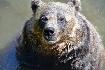 Naklejka na ściany i meble Grizzly Bear bathing in the pond. Langley BC Canada