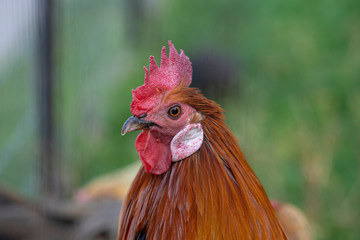 A rooster chicken portrait. This is a beautiful detailed closeup image of bird, cock