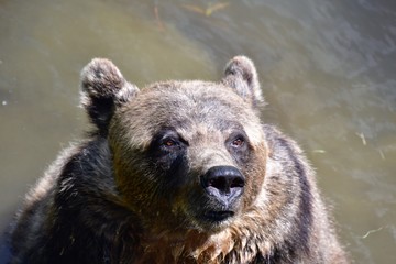 Obraz premium Grizzly Bear bathing in the pond. Langley BC Canada