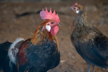 A rooster chicken portrait. This is a beautiful detailed closeup image of bird, cock